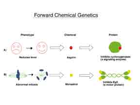 Forward Chemical Genetics