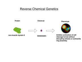 Reverse Chemical Genetics